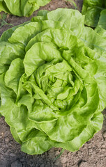 Close up photo of organic lettuce, selective focus.