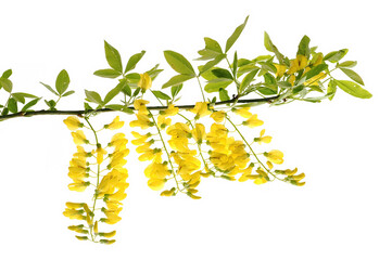 Flowering branch of laburnum (Laburnum anagyroides), in spring, with white background