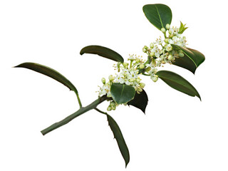 Flowering branch of holly (Ilex aquifolium), in spring, with white background