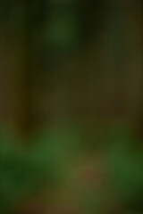 Obraz premium Pine Forest Nature of Summer. Green Background.deep green thick forest with high grass on ground and high dark thin tree .