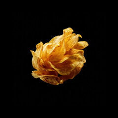 Dried flower arrangement on black background