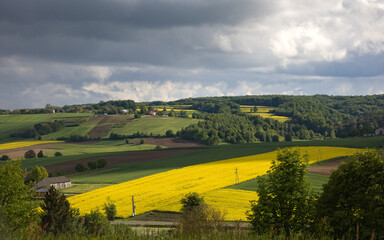 Fototapeta premium landscape with green field and blue sky
