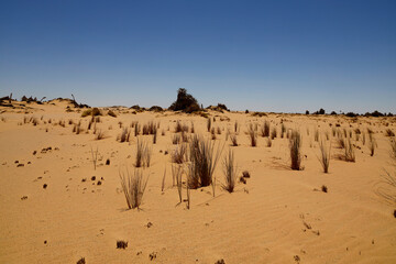 Typical desert vegetation near Agabat, Egypt