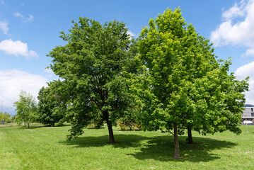 Trees in the park. Green and blue
