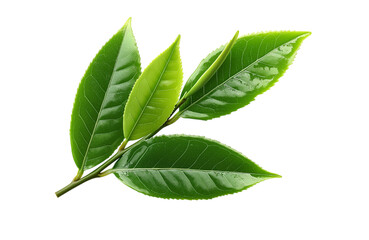Obraz premium Tea leaves nature isolated on transparent background