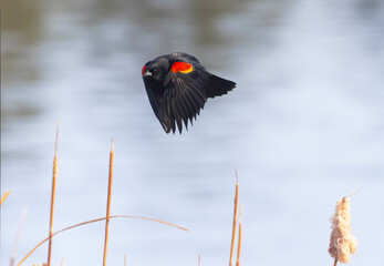 Red-winged Black Bird in Flight