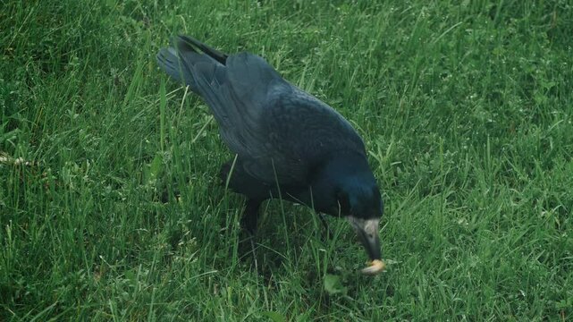 Crow Eating Grub: Bird Hunting Underground Cockchafer Larva