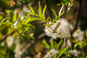 Close-up of a willow branch with fluffy white seeds bursting from catkins among bright green leaves under sunlight.