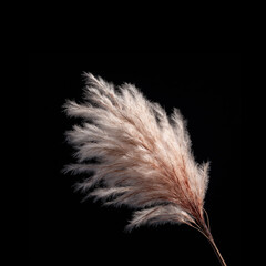 Obraz premium Pampas grass displayed on a dark background