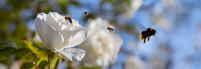 A BEES ON WHITE ROSE bush DURING SPRING SUNNY DAY