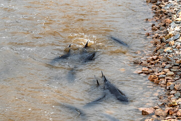 Obraz premium Lake Sturgeon Spawning Near The Rocky Shoreline On Fox River At De Pere, Wisconsin, Near The Dam And Rapids In Spring