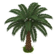 Palm tree isolated on empty background. PNG format.