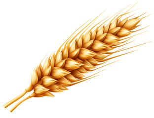 Golden wheat ear isolated on a white background