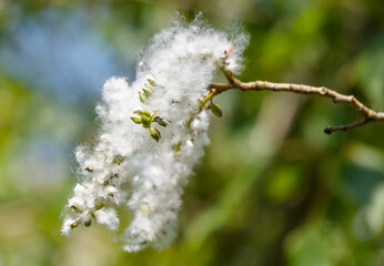 A branch with white flowers and seeds
