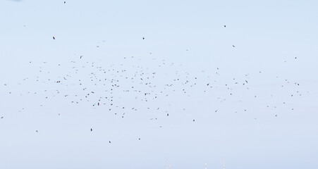 A flock of birds flying in the sky