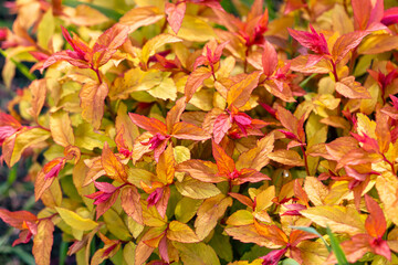 A bunch of orange flowers with red tips