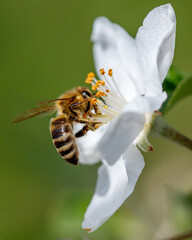 A bee is on a flower