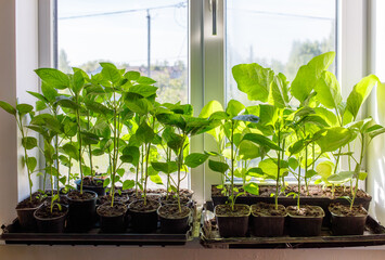 Two windows with plants in them