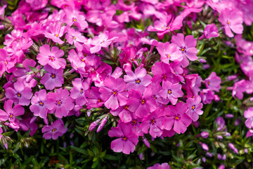 A bunch of pink flowers with yellow centers