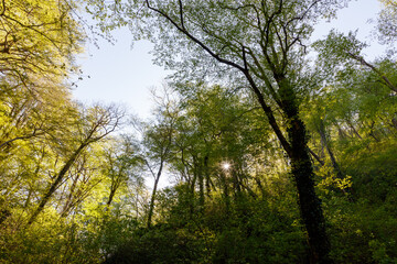 A forest with trees and a sun shining through the leaves