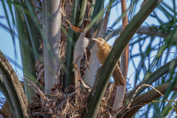 Thrush-like Wren (Campylorhynchus turdinus) perched on a palm tree.