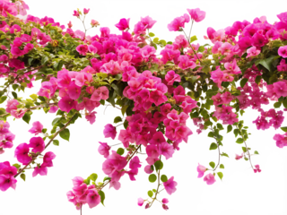 Rendered image of a blooming vine bougainvillea with pink blossoms on white background, PNG