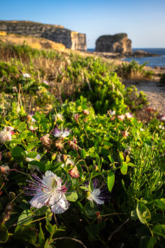 Photograph of a caper flower in the foreground and blurred rocks and sea in the background, on the island of Malta