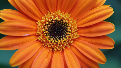 Vibrant Orange Gerbera Daisy: Close-up of a single, vibrant orange gerbera daisy, showcasing its delicate petals and intricate center.