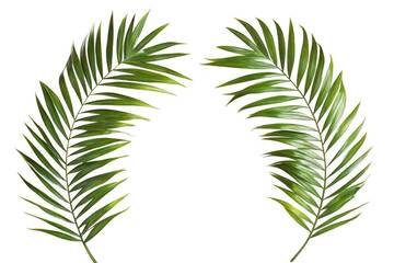 Two lush green palm fronds on black background