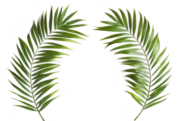 Two lush green palm fronds on black background