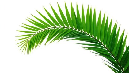 Fototapeta premium Isolated branch of a palm tree against a bright white background, palm tree, simple, organic