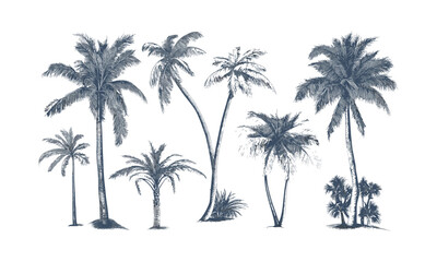 Coastal Paradise Island Beach with palm tree silhouettes, engraved curved trunk vector, tropical canopy clipart, summer sunset background, exotic nature vector illustration.