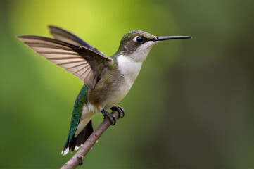 A hummingbird sits on a branch with its wings spread, ready to take flight