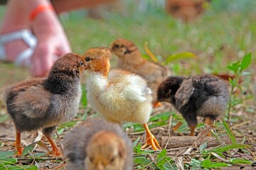Cute baby chicks on grass interacting closely