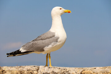 Gull perched on stone wall in Spain