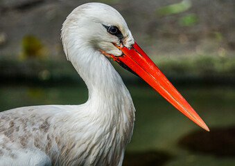 white stork ciconia