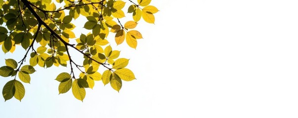 Tree branches against a bright white background, simple, texture