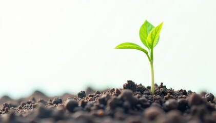 Tiny, vibrant sapling, stark white background Ideal for growth, nature themes , background, beginning