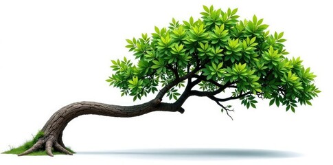 Twisted tree branch isolated on white background, green, nature