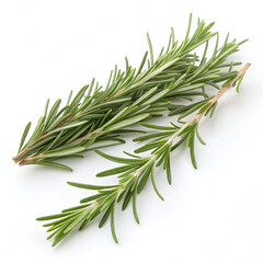 Fototapeta premium Fresh Rosemary Sprigs Aromatic Herb on White Background
