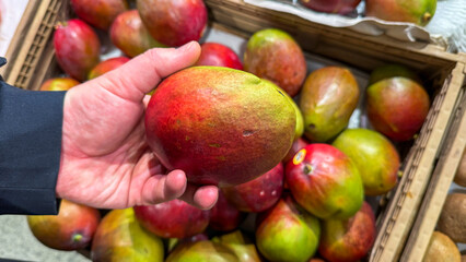 Hand cradling ripe mango radiates tropical indulgence, celebrating National Mango Day and the enigmatic allure of summer solstice feasts