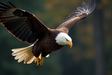 Obraz premium A bald eagle soaring through the sky with its wings outstretched, great for outdoor and nature-related scenes