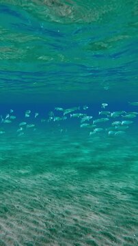 Vertical footage, A lot of Mullets floats in turquoise water column under surface over sandy botom in sunlight, Slow motion, school of Mullet fish, Mugilidae swims in blue water column