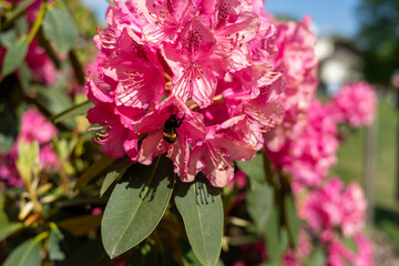 Bee in Pink Blossoms