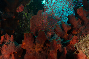 Diving in the incredibly wondrous underwater world of West Papua. West Papua diving is breathtakingly spectacular, and truly unforgettable