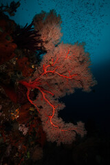 Diving in the incredibly wondrous underwater world of West Papua. West Papua diving is breathtakingly spectacular, and truly unforgettable - obrazy, fototapety, plakaty