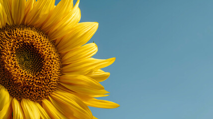 Close-up of sunflower blossom on clear blue sky background, perfect for summer ads, seasonal greetings, floral decor, and agricultural content