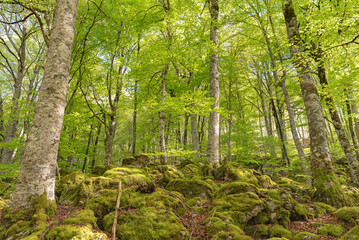 Obraz premium Dense beech forest. Navarrese Pyrenees