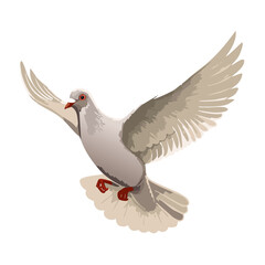 Obraz premium dove of peace