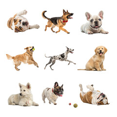 Various dog breeds including bulldog, german shepherd, golden retriever, french bulldog isolated on transparent background